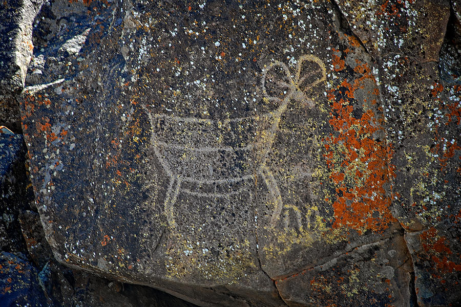 Big sheep petroglyph  Photograph by John Bennett