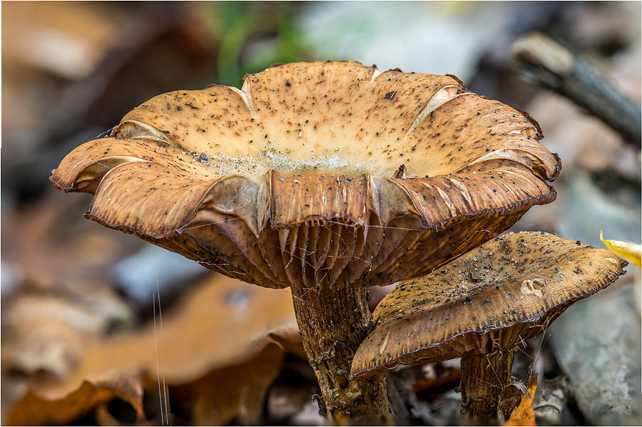 Mushroom Photograph - Big Shroom by Paul Freidlund