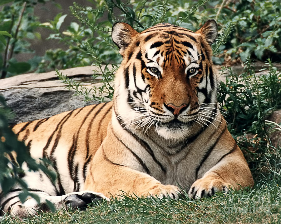 Big Siberian Tiger Photograph