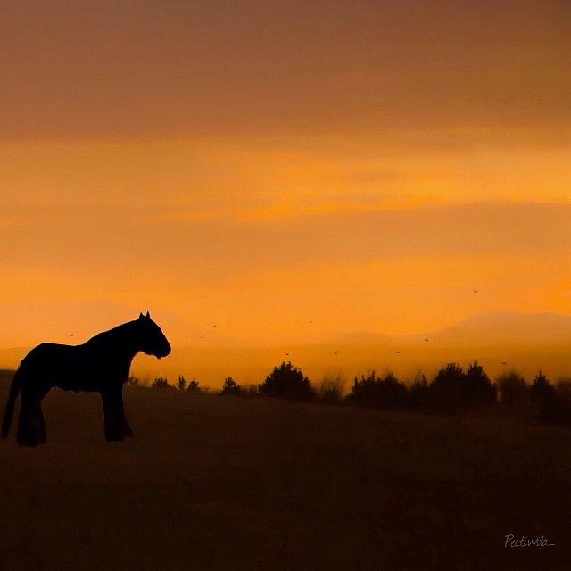 Big Sky.....little Horse 😉 Photograph by Deb Maciver