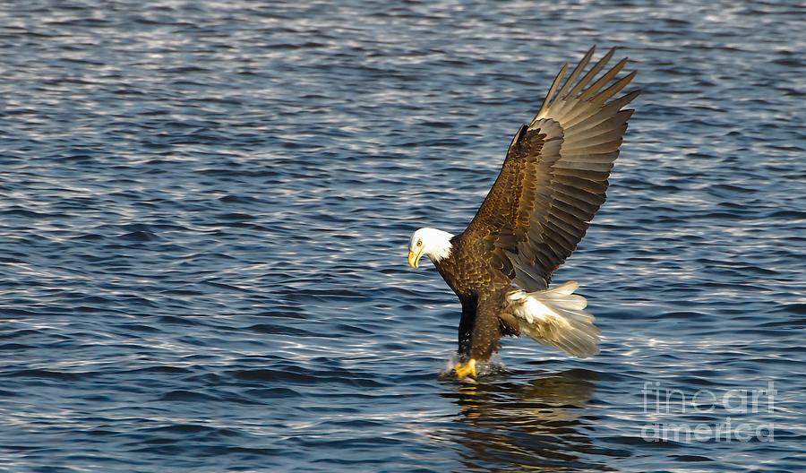 Bald Eagle Photograph - Big Stretch  by Robert Smice