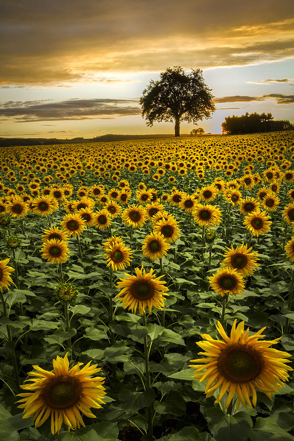 Big Sunflower Field Photograph by Debra and Dave Vanderlaan