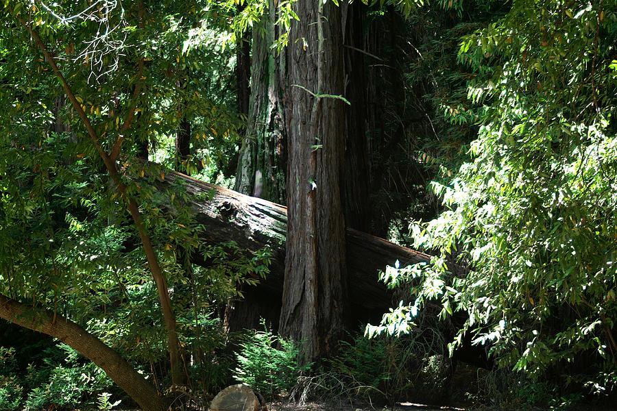 Big Sur Big Trees Photograph by David Armentrout