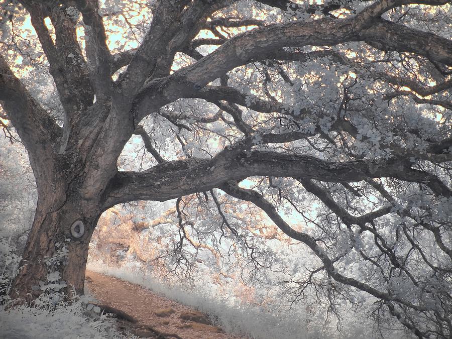 Oak Photograph - Big Sur Oak by Jane Linders