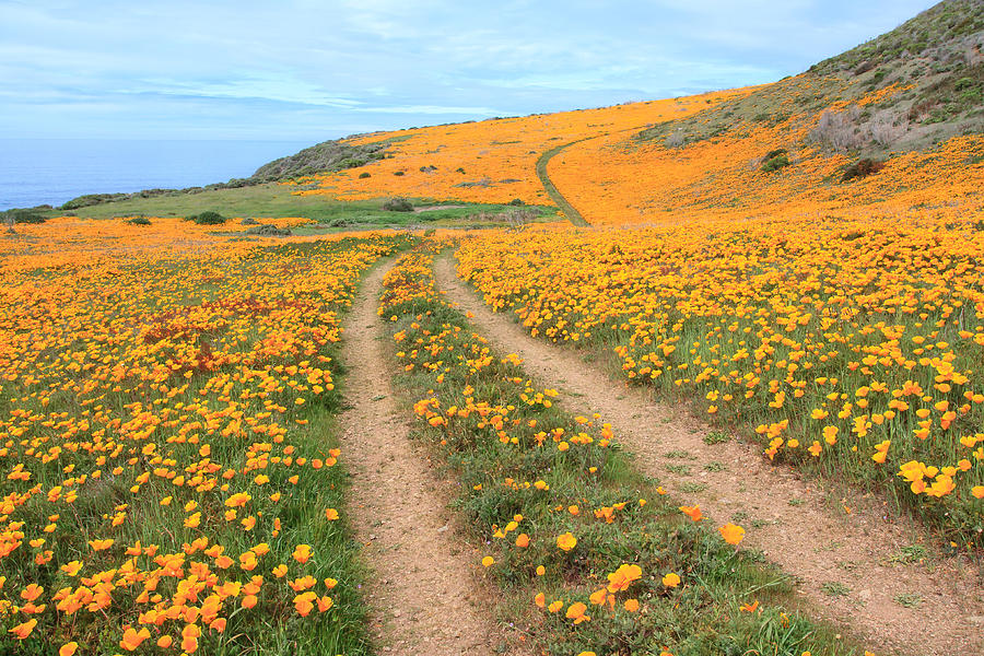 Big Sur poppies Photograph by David Clemens - Fine Art America