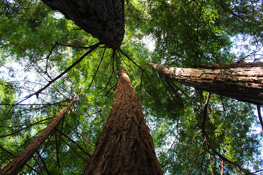 Tree Photograph - Big Sur Redwoods by Collin Enstad