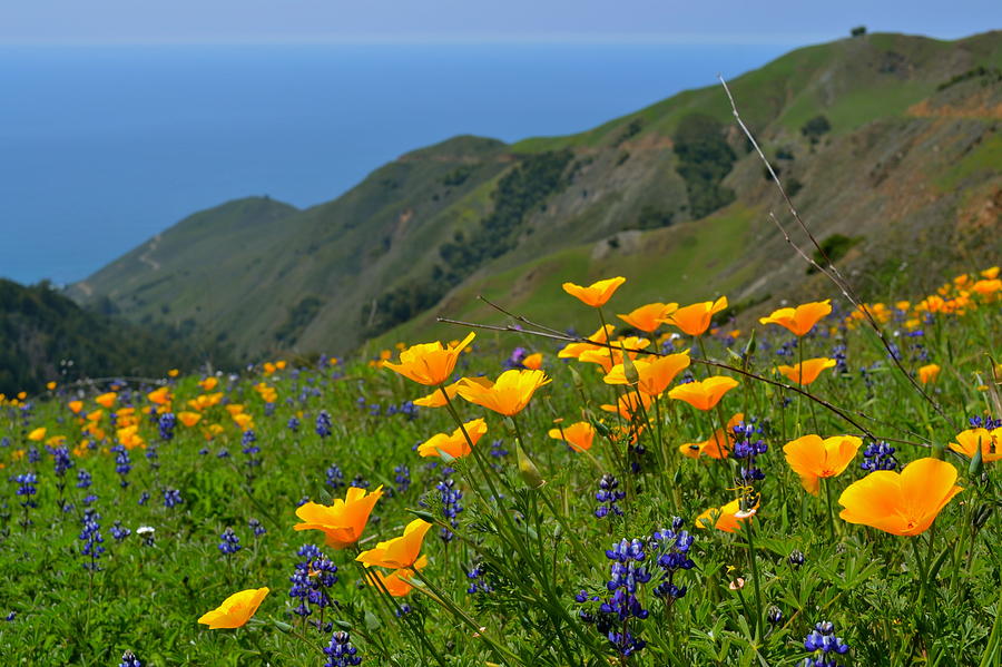 Big Sur Spring Photograph by Jody Partin