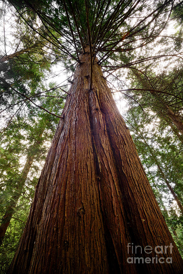 big-tall-cedar-tree-photograph-by-terry-elniski-pixels