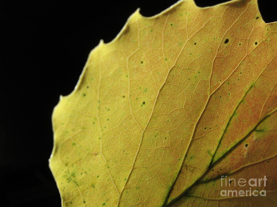 Big-tooth Aspen Leaf on Black Photograph by Anna Lisa Yoder