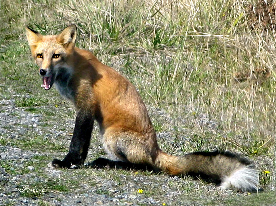 Nature Photograph - Big Tooth Red Fox by Jennie Breeze