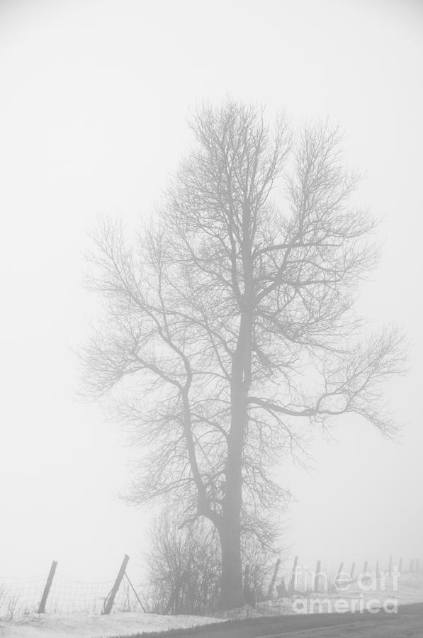 Big Tree Photograph by Cheryl Baxter