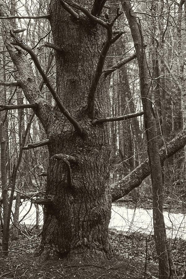 Big Tree Photograph by Stoney Stone