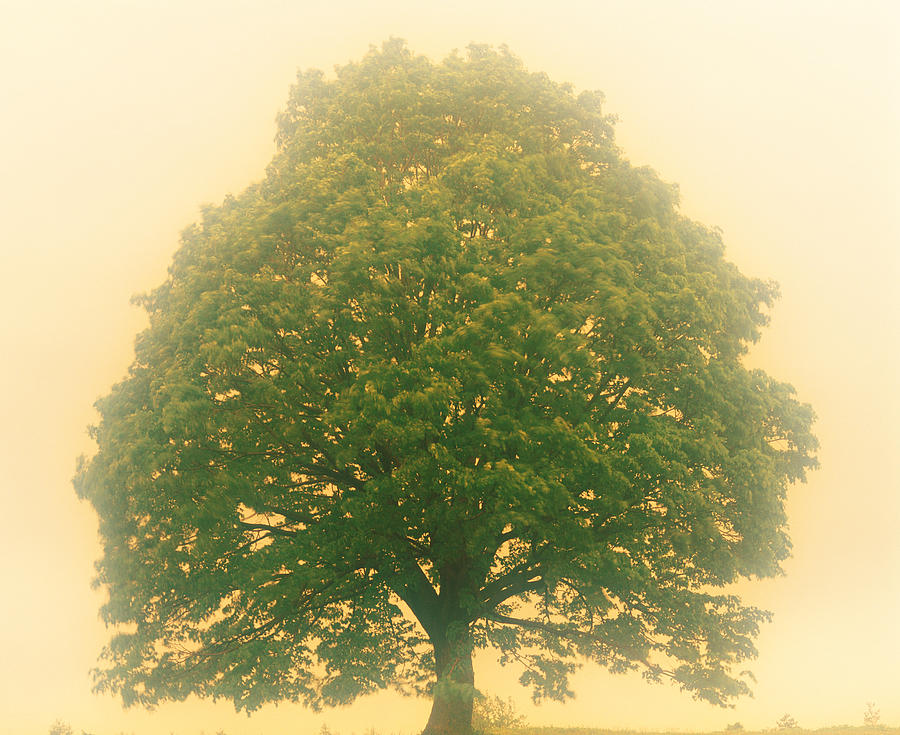 Nature Photograph - Big Tree In Early Morning Mist by Panoramic Images