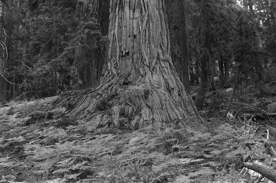 Big Tree in Northern California 1976 Photograph by Ben Upham III