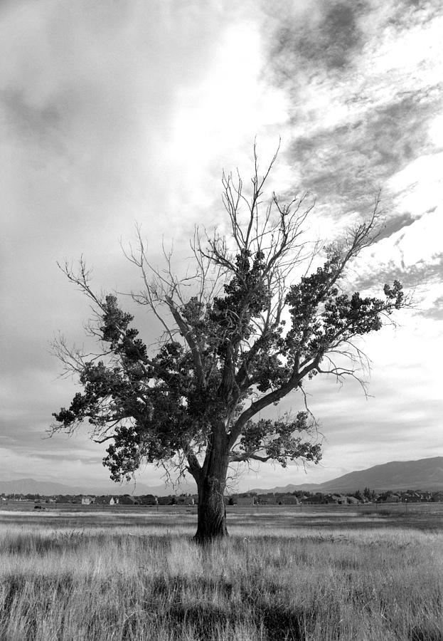 Big Tree  Photograph by Nathan Abbott