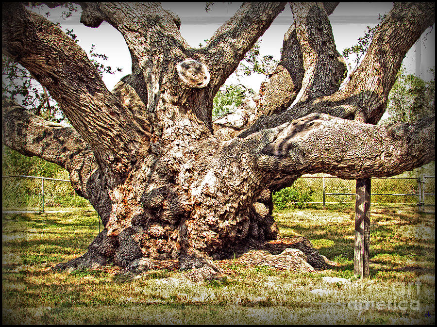 Big Tree Old Live Oak - Rooted in History by Ella Photograph by Ella Kaye Dickey