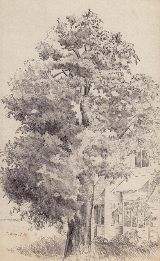 Big Tree Drawing by Robert Tracy