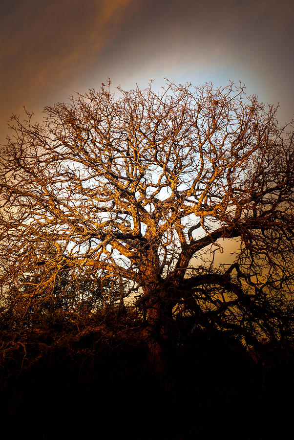 Sunset Photograph - Big Tree by Ryan Dove