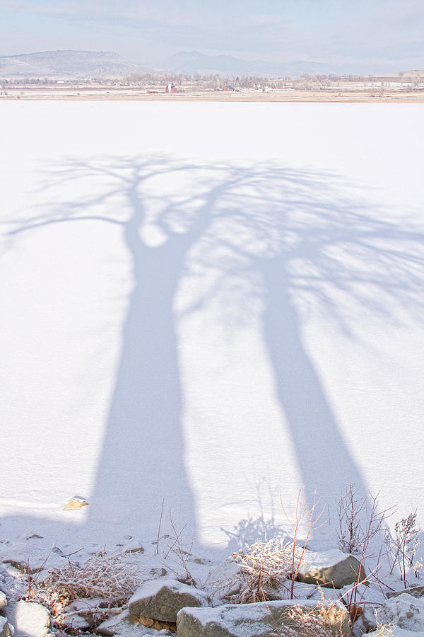Big Tree Shadow Portrait Photograph by James BO Insogna