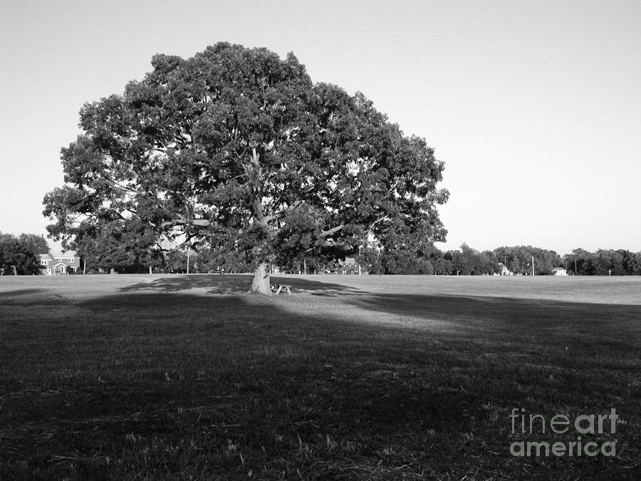Big Tree Photograph by Tom Brickhouse