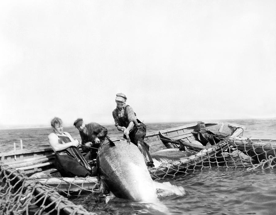 Big Tuna Fishermen Photograph by Underwood Archives