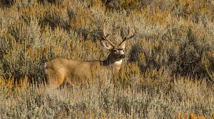 Big Utah Muley Photograph by David Daily - Fine Art America