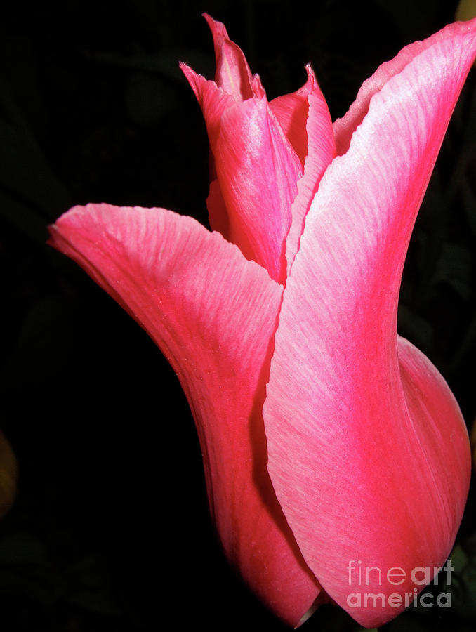 Big Vibrant Pink Tulip Against  on black Photograph by Linda Matlow