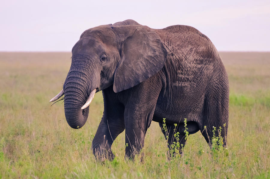 Big Wild Elephant Eating In Serengeti Photograph by Volanthevist