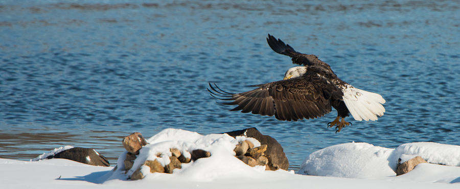Big wing span - Bald Eagle Photograph by Sheets Studios