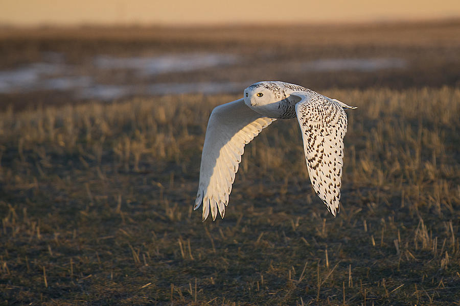 Big Wings of a Snowy Owl Photograph by Bill Cubitt