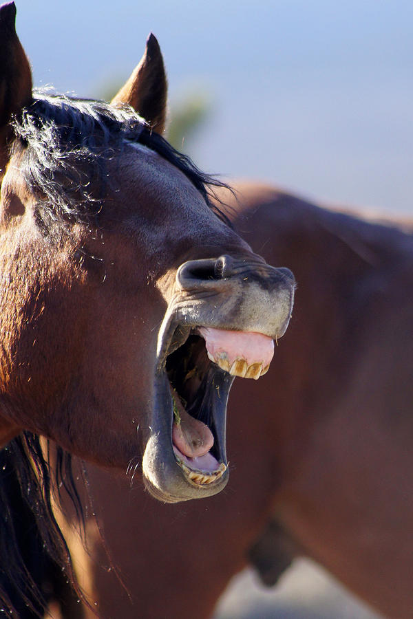 Big Yawn Photograph by Carol Bilodeau - Fine Art America