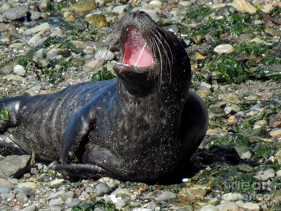 Nature Photograph - Big Yawn by Chris Anderson