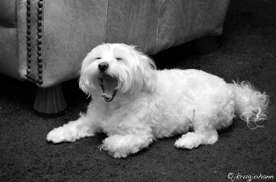 Dog Photograph - Big Yawn by Jkrugjohann