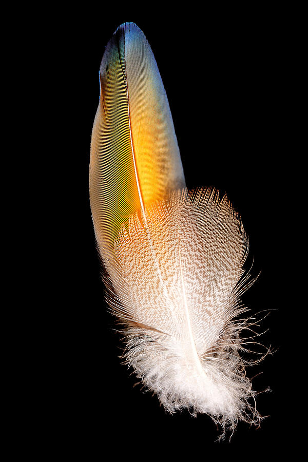 Feather Still Life Photograph - Big yellow by John Fotheringham