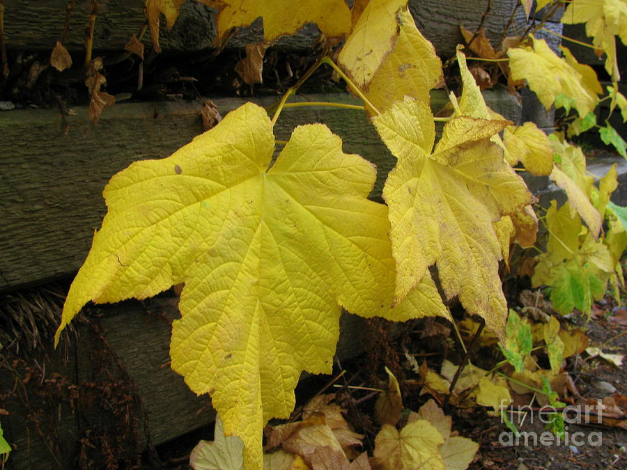 Big Yellow Leaves Photograph by Leone Lund