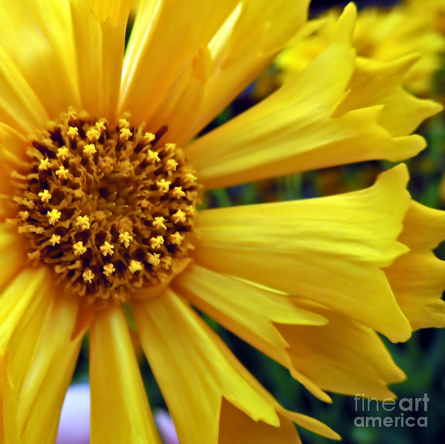 Big Yellow Pinwheel Photograph by Renee Trenholm - Fine Art America