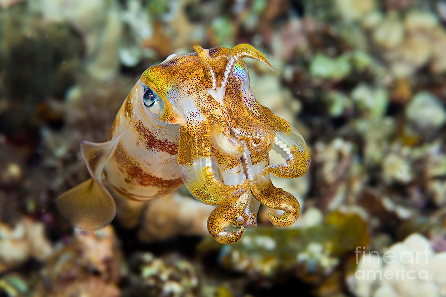 Bigfin Reef Squid Photograph by David Fleetham