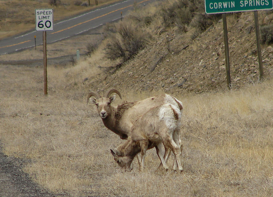 Bighorn Speed Trap Photograph by Carl Moore