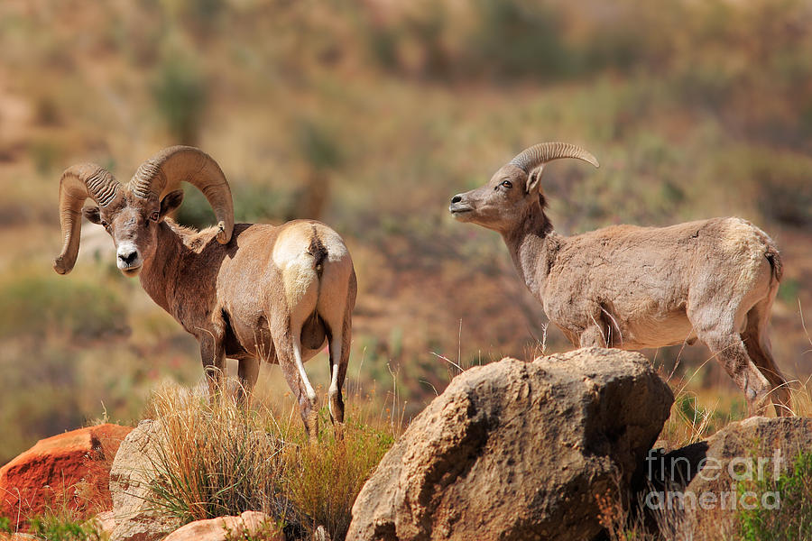 Bighorn Duo Photograph by Inge Johnsson
