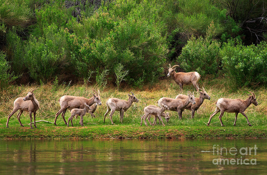 Grand Canyon National Park Photograph - Bighorn Herd by Inge Johnsson
