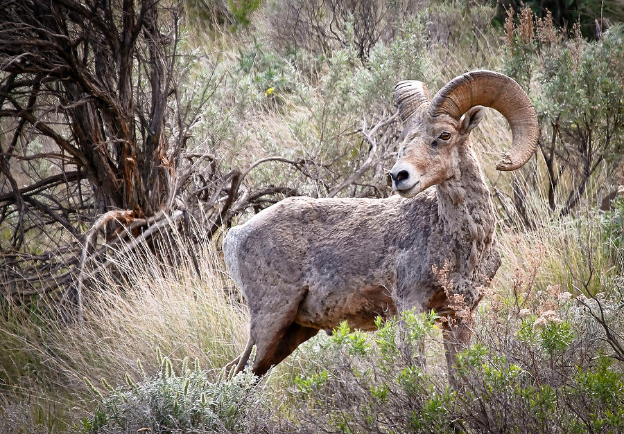 Bighorn In The Brush Photograph by Athena Mckinzie