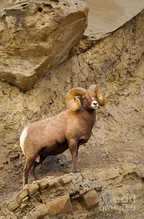 Bighorn  Photograph by Aaron Whittemore