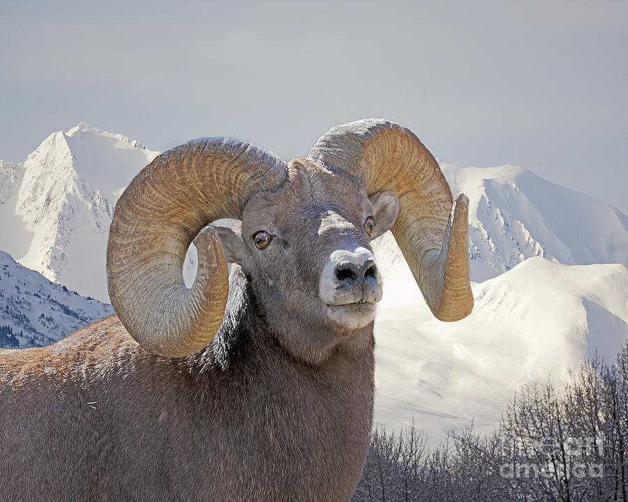 Mountain Photograph - Bighorn Ram and  Mountain Snow by Dale Erickson