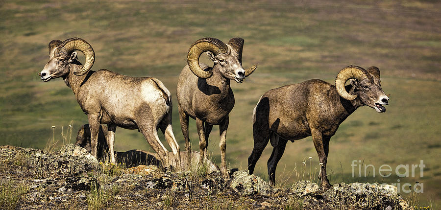 Animal Photograph - Bighorn Ram Calling His Friends by Priscilla Burgers