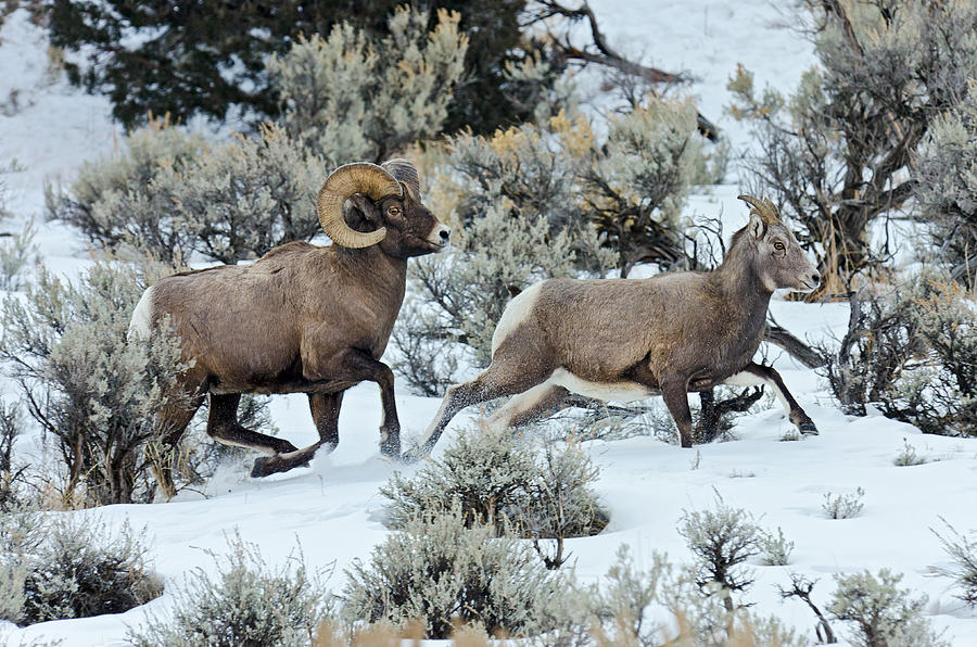 Bighorn Ram Chases Ewe Photograph by Thomas And Pat Leeson - Fine Art ...