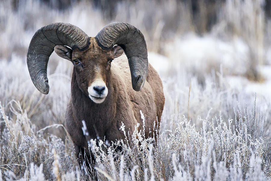 Bighorn Ram in Frosted Grass Photograph by David Soldano