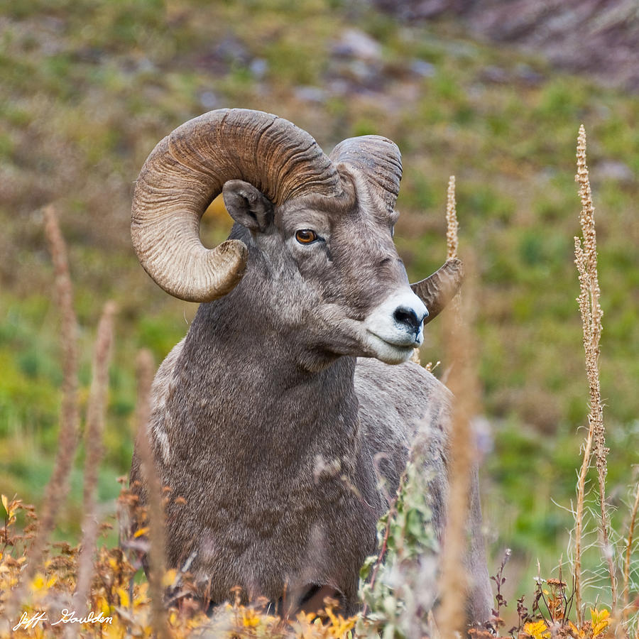 Bighorn Ram Photograph by Jeff Goulden