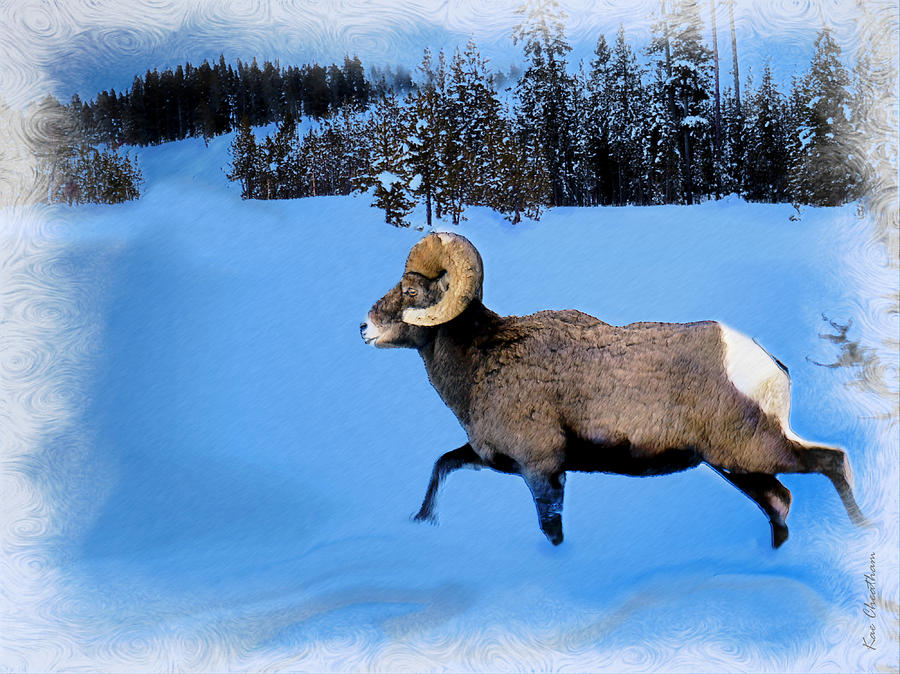 Bighorn Ram Digital Art by Kae Cheatham