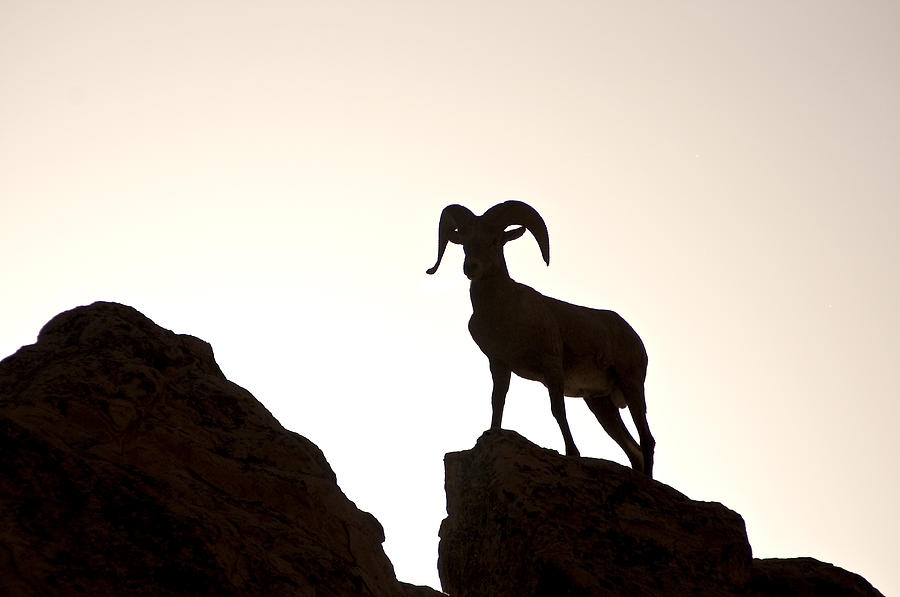 Bighorn Ram Silhouette Photograph by Lee Kirchhevel