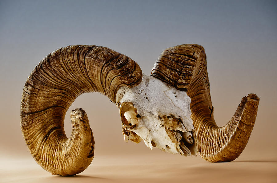 Bighorn Ram Skull Photograph by Evelyn Harrison